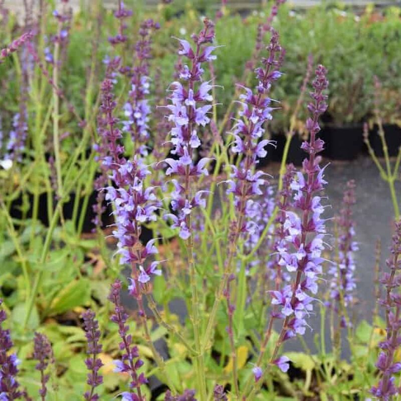 Salvia × sylvestris 'Dear Anja' ---